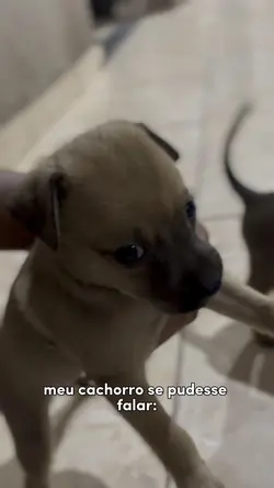 meu cachorro 