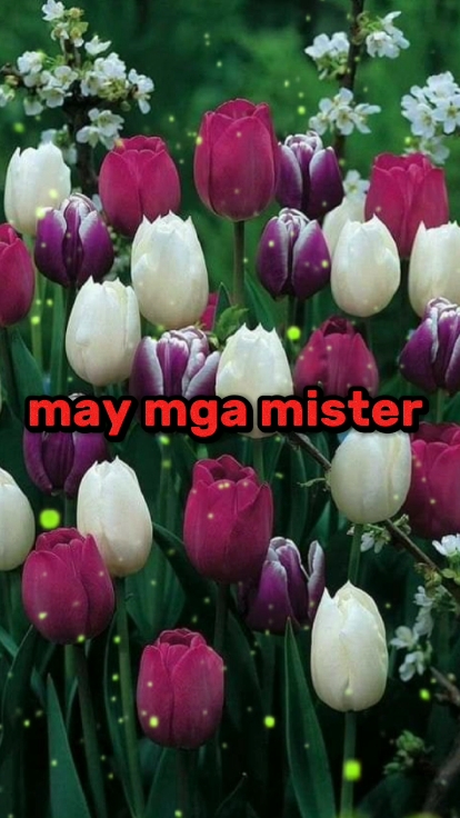 Mga-Herr 