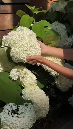 Gardening