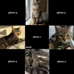 tabby & black cat :3