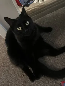 kitty