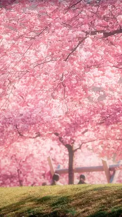 6 CLIPS SAKURA