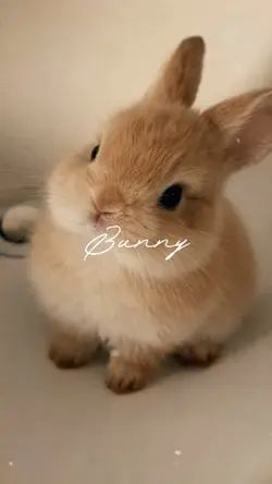 Bunny 