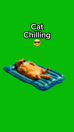Cat Chilling 
