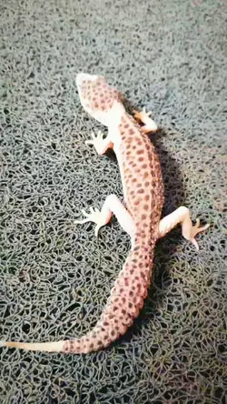 Leopard Gecko