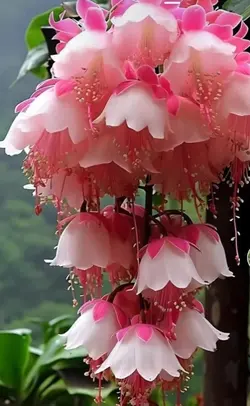 Cennetten Çiçekler 