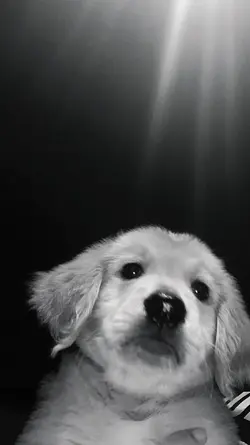 bnw