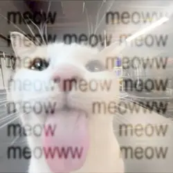 meow meow meow