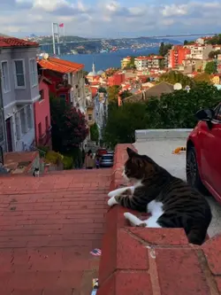 Harika Şablon 