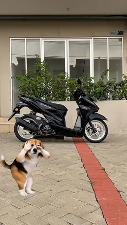 Trend dog joget