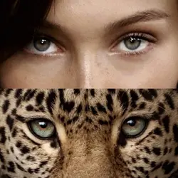 leopard eyes 🐆
