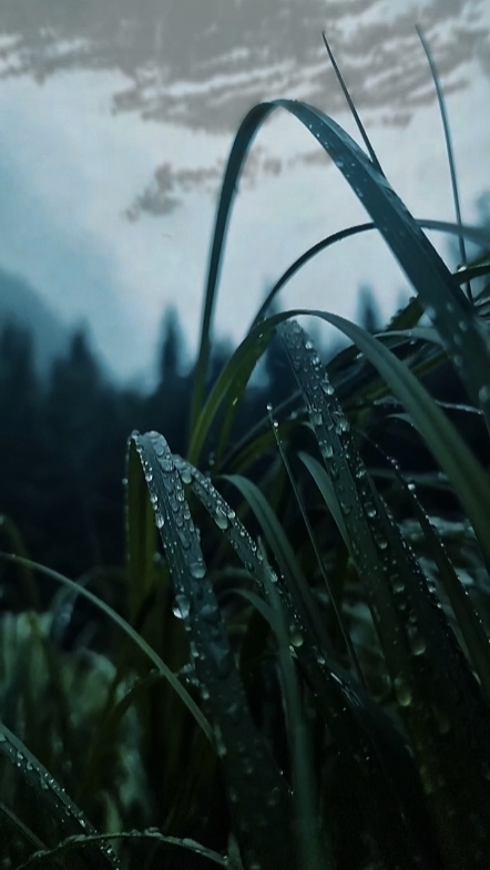Cinematic Nature