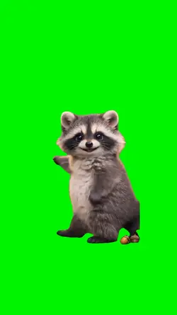 racoon dancing