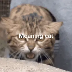 Moaning cat