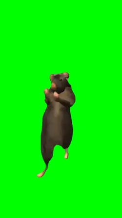 Rat Dancing