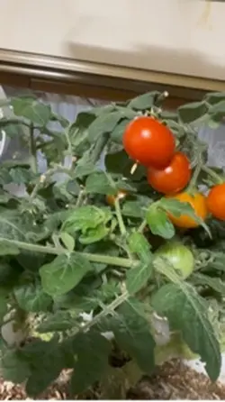 趣味の家庭菜園です