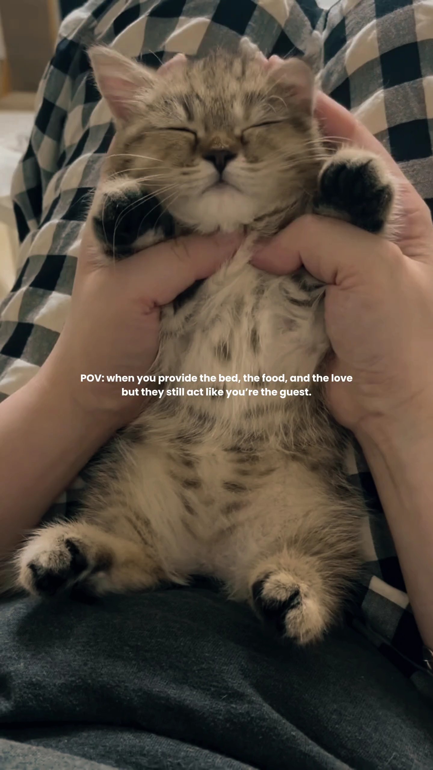 Aesthetic ng Alagang Pusa