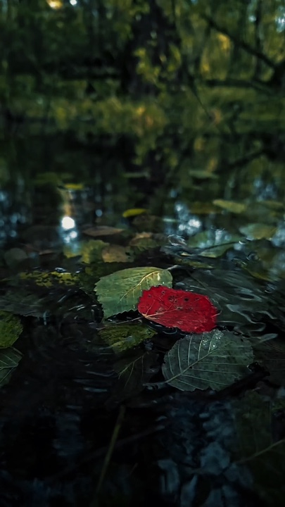 Cinematic Nature 
