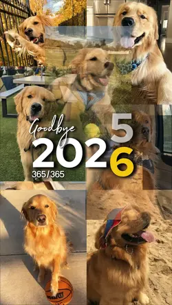 2025 dog recap 