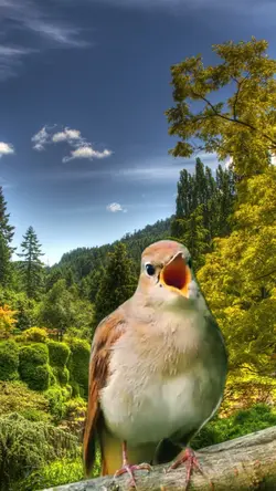 Birds and their song