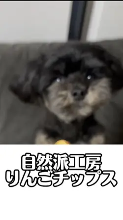 犬のおやつ
