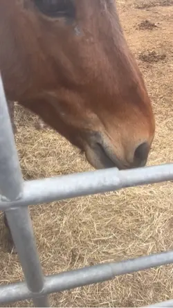 Horsi