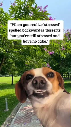 stressed spell backw