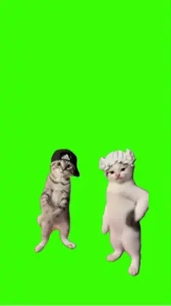 Cat/Gato