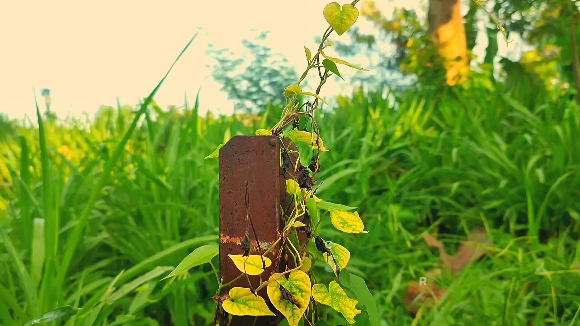 Cover Picture