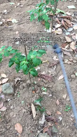 Status petani muda