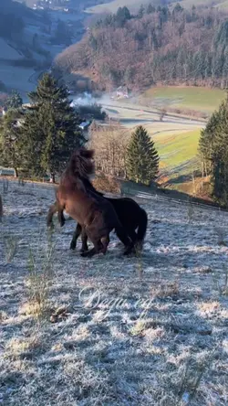 Smooth slowmo Horse 
