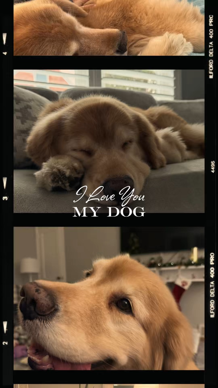 Amo a mi perro