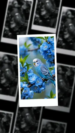 TEMPLATE 6 PHOTOS 