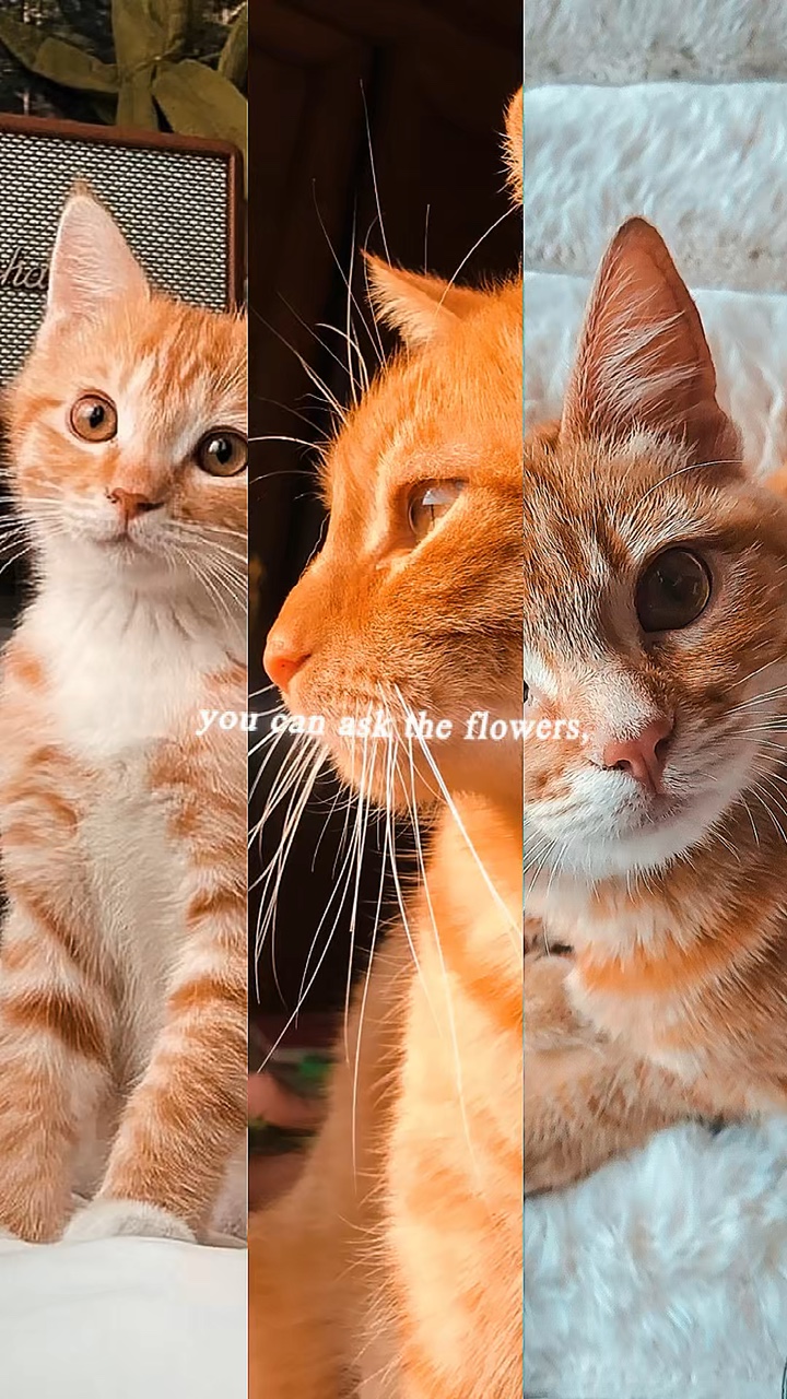 Pretty Little Baby 🐈