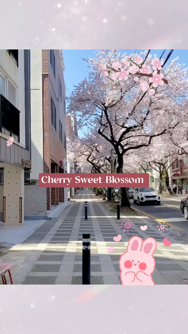 Cherry Blossom 