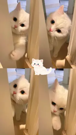 แมว