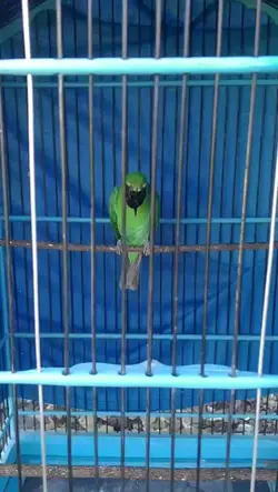 Cucak Ijo