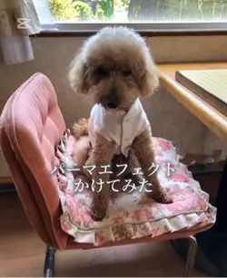 この髪型で今年はいくよ！