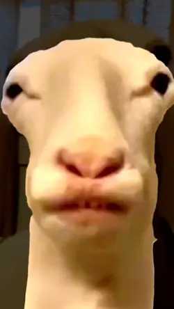 Funny meme video 