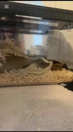 Snake shedding