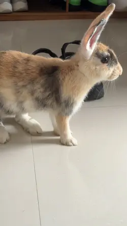 Kelinci lucu