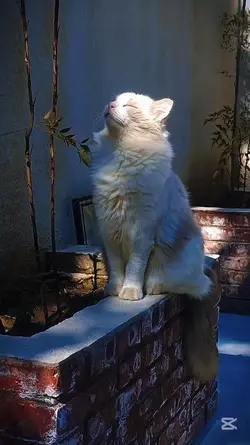 ağır Şablon 