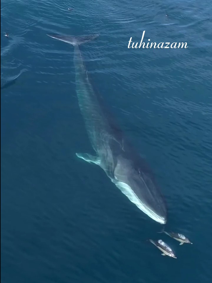 Baleia