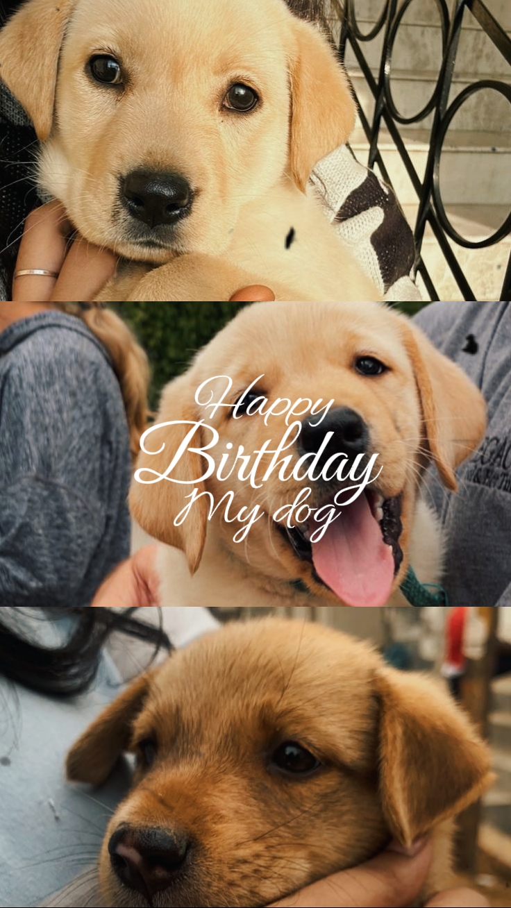 Geburtstag mein Haustier