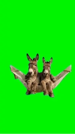 Donkeys
