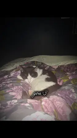 katt<3