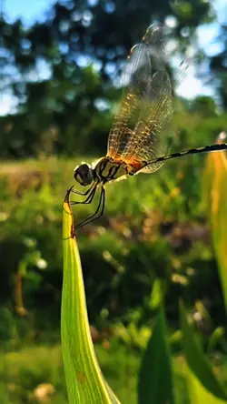 5 KLIP CINEMATIC 🔥