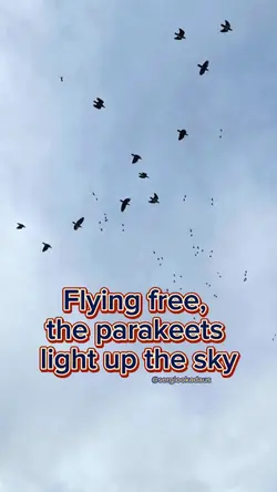 Parakeets 
