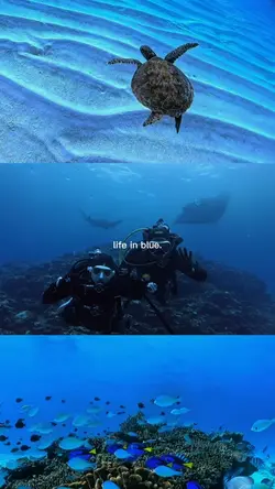 life in blue.