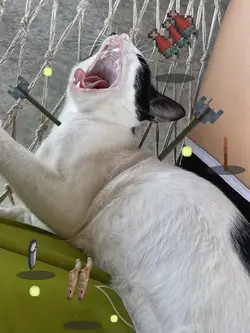 ไอเทมตกมายคราฟ(แมว)